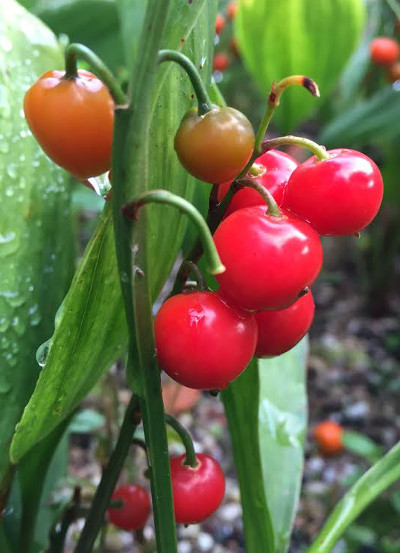 Convallaria majalis 'Bridal Choice' 